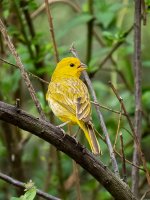 Cinnamon Finch.jpg Cinnamon Finch.jpg