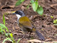 Grey-browed Brushfinch.jpg Grey-browed Brushfinch.jpg