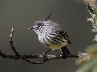 Tufted Tit-Tyrant 2.jpg Tufted Tit-Tyrant 2.jpg