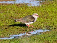 Andean Lapwing.jpg Andean Lapwing.jpg