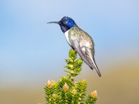 Ecuadoren Hillstar.jpg Ecuadoren Hillstar.jpg