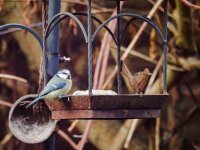 Blue Tit 1sm.jpg
