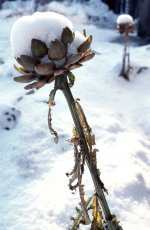 006 copy.jpg 006 copy.jpg