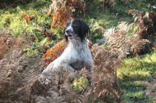 resized springer.jpg