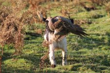 springer with hen resize.jpg