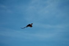 pheasant resize.jpg