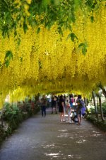 IMGP1681 Laburnum Arch Gardd Bodnant.jpg