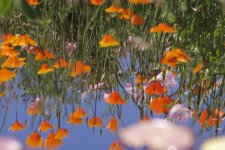 IMGP7824 Kew Gardens Flowers.jpg