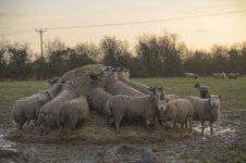 _7821969.jpg _7821969.jpg