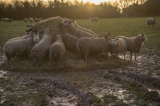 _7821966.jpg _7821966.jpg