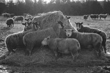 _7821928.jpg _7821928.jpg