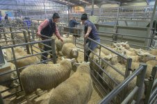 _7816071.jpg _7816071.jpg