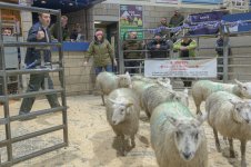 _7816162.jpg _7816162.jpg