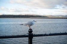 DSC00342.jpg DSC00342.jpg