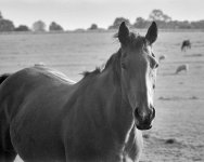 2310BPLXBW22 Horse.jpg