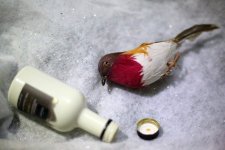 SJWO9571.jpg SJWO9571.jpg