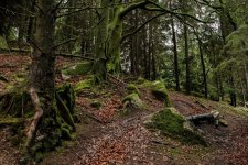 002 Roughtor Plantation 01-7631 PS Adj.JPG