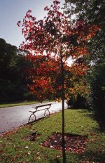 Autumn 2021 Northumberland Park, Tynemouth.jpg