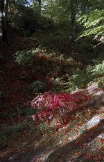 Autumn 2921 Northumberland park, Tynemouth.jpg