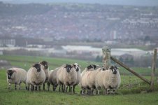 _7822270.jpg _7822270.jpg