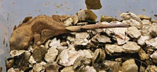 Baby 1.jpg Baby 1.jpg