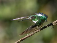 Collared Inca f 2.jpg Collared Inca f 2.jpg