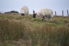 _7822544.jpg _7822544.jpg