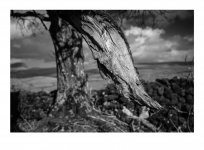 image00009.jpg image00009.jpg