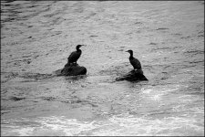 Birds on stones in River Exe DSC00561.JPG Birds on stones in River Exe DSC00561.JPG