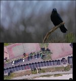 Langland bird photo distance of 300mm December 2023.jpg Langland bird photo distance of 300mm December 2023.jpg