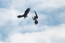 $$ Sea Eagles Playing.JPG $$ Sea Eagles Playing.JPG