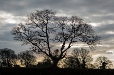 001 Tree Silhouette 01-1000773 PS Adj LUF.JPG