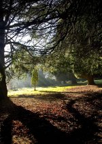 Redhed17 Trees resize .jpg