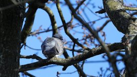 Pigeon 01.jpg Pigeon 01.jpg