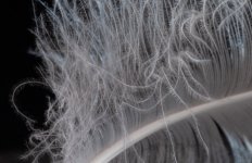 Feather Soft.JPG