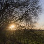 Winter Sunset tree.jpg