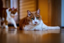 P1019052 (1).jpg P1019052 (1).jpg