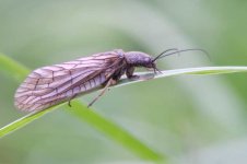 _dsf4018_51222492246_o (1).jpg