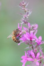 _dsf4764_51428793362_o (1).jpg