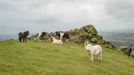 015 Sourton Tors (Ponies) 08-1023614 PS Adj.JPG