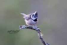 2U9A1341-topaz-low resolution-1x_DxO_DxOVP.jpg