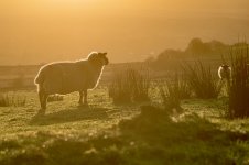 _7817133.jpg _7817133.jpg