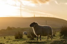 _7817132.jpg _7817132.jpg