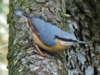 Nuthatch 1.jpg