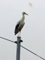 Crane on Pole.jpg