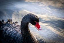 Week 5 - Snapper's choice.jpg Week 5 - Snapper's choice.jpg