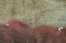 _7817219.jpg _7817219.jpg