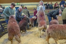 _7817338.jpg _7817338.jpg