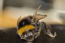 Dead bee.jpg