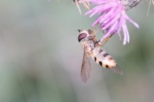 _dsf5534_51486717494_o (1).jpg